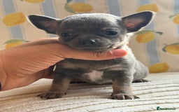 Chihuahua dogs for sale: Outstanding BLUE/TAN & LILAC/TAN puppies  - Image 12