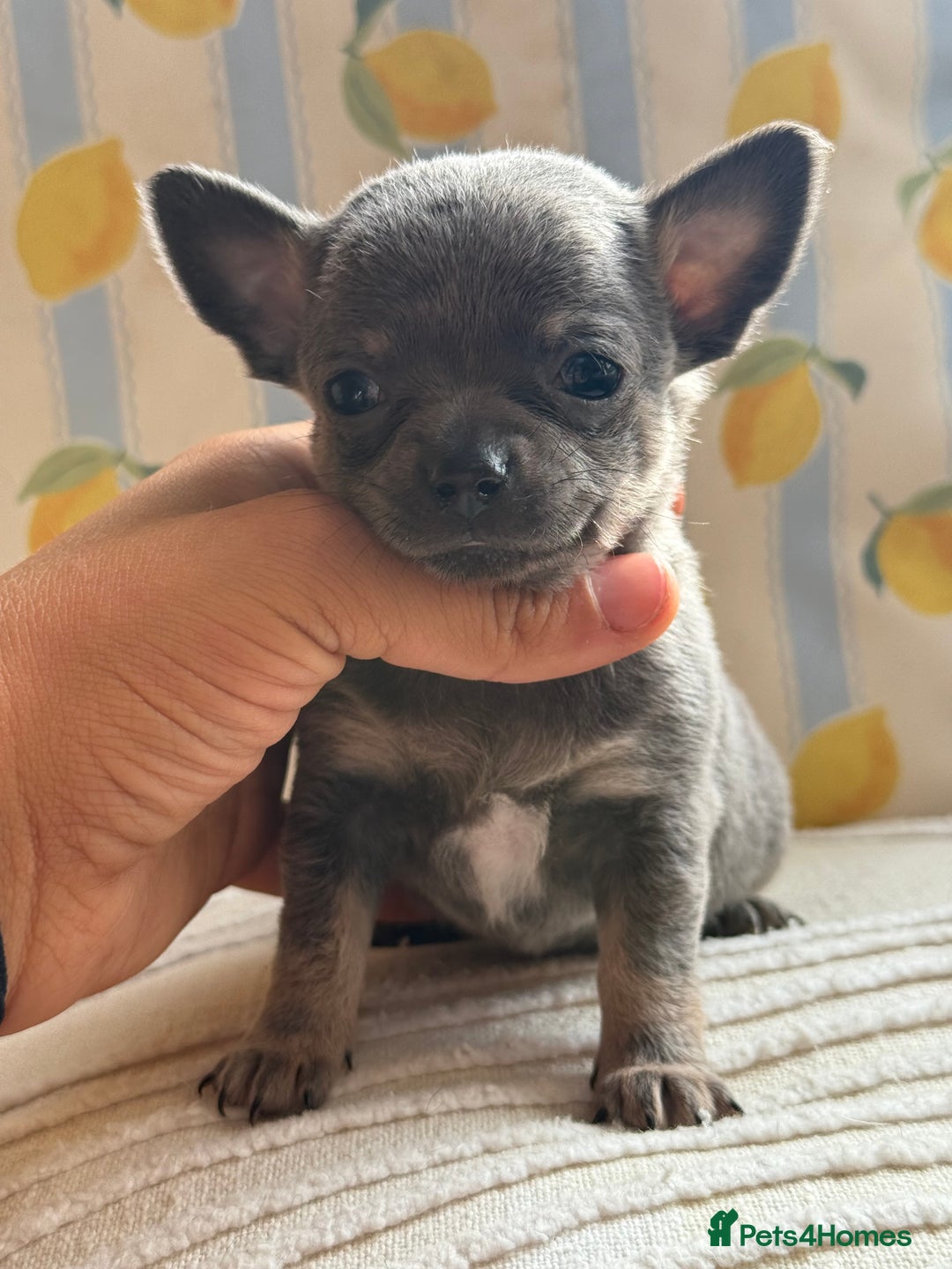 Chihuahua dogs for sale: Outstanding BLUE/TAN & LILAC/TAN puppies  - Image 12