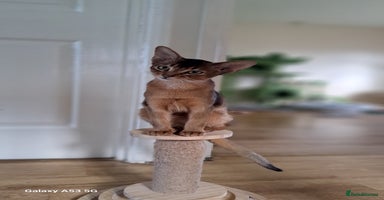 Abyssinian cats - Advert 1