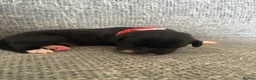 Mixed Breed dogs for sale: Gorgeous cane corso cross springer puppies  - Advert 4