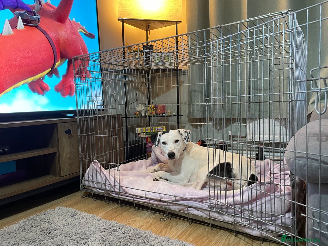 Mixed Breed dogs for sale: Loving Kyro looking for a new home. - Advert 6