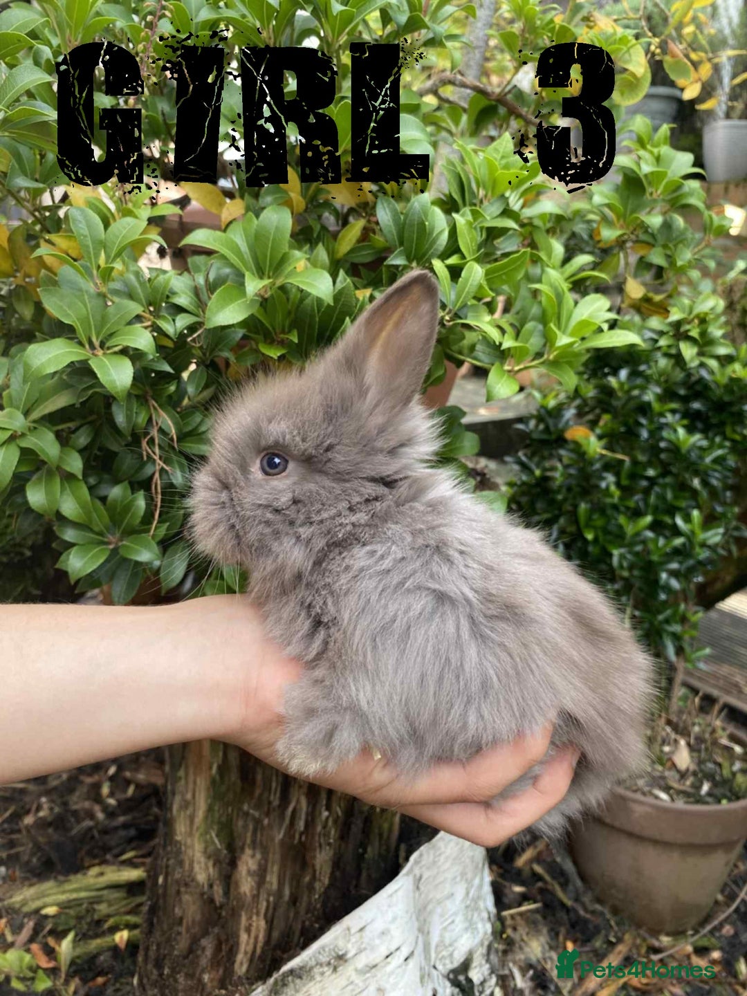 Lionhead rabbits for sale: Pure Breed Fluffy Double Mained Lionhead Kits - Image 7