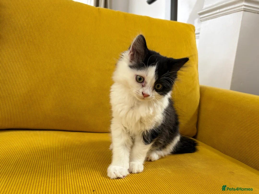 Mixed Breed cats for sale: Ragdoll & Kurilian bobtail mixed - Advert 7