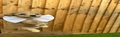 Cockapoo 1