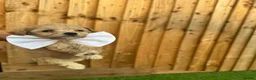 Cockapoo dogs for sale: Beautiful Cockapoo Puppies in Birmingham - Advert 20