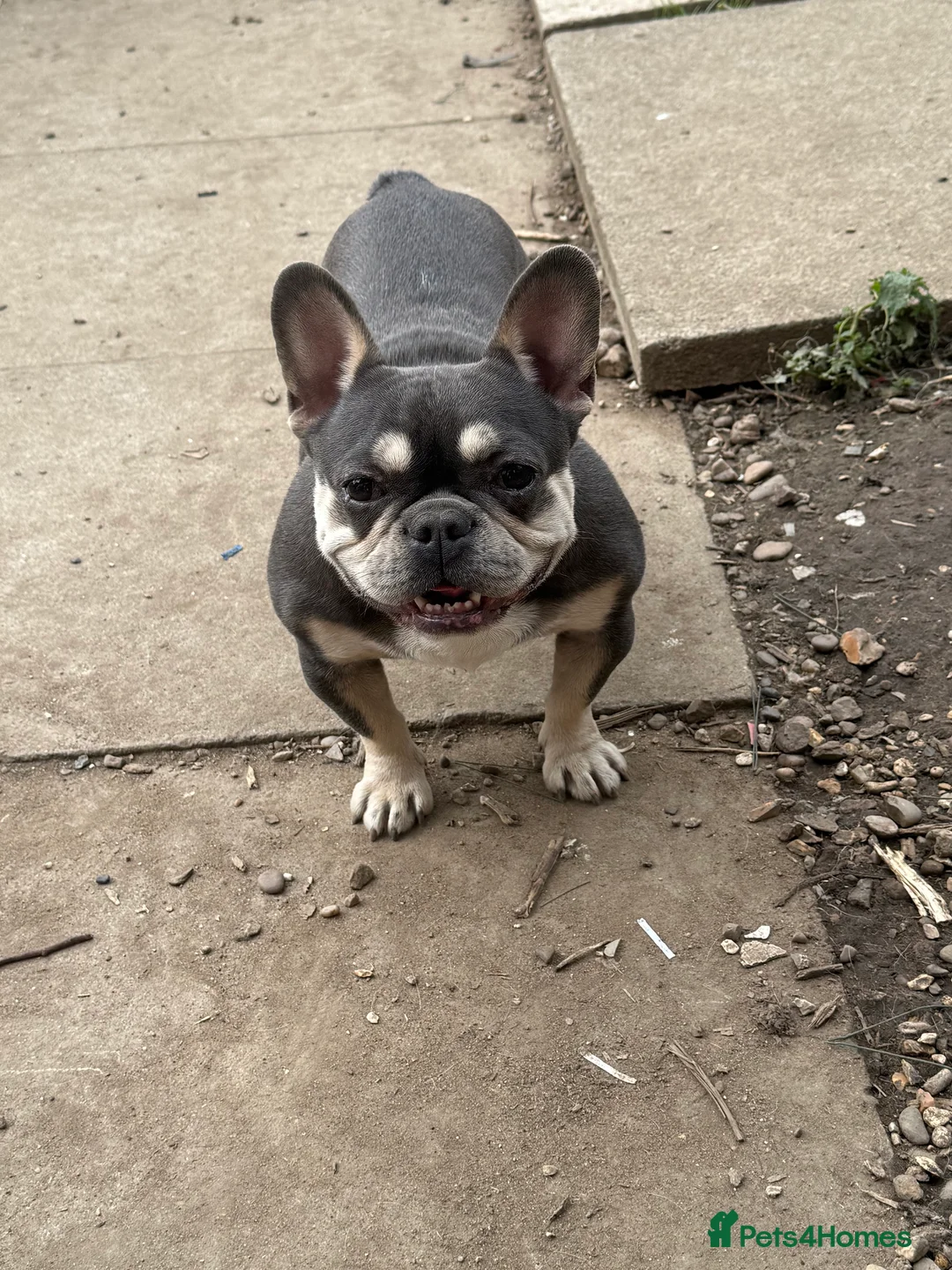 French Bulldog dogs for sale: Female french bulldog in Leicester - Advert 3