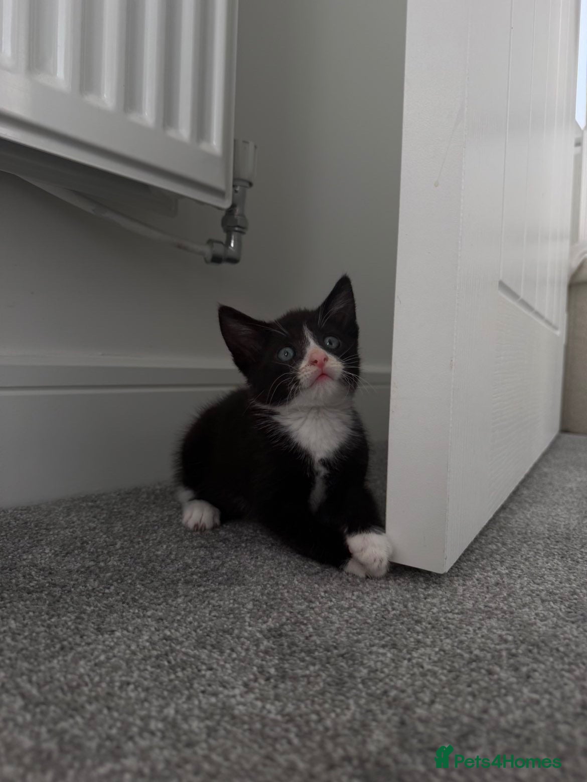 Mixed Breed cats lovely male kitten for sale  - Advert 1