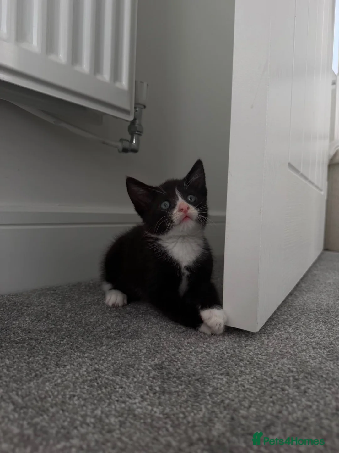 Mixed Breed cats for sale: lovely male kitten for sale  - Advert 1