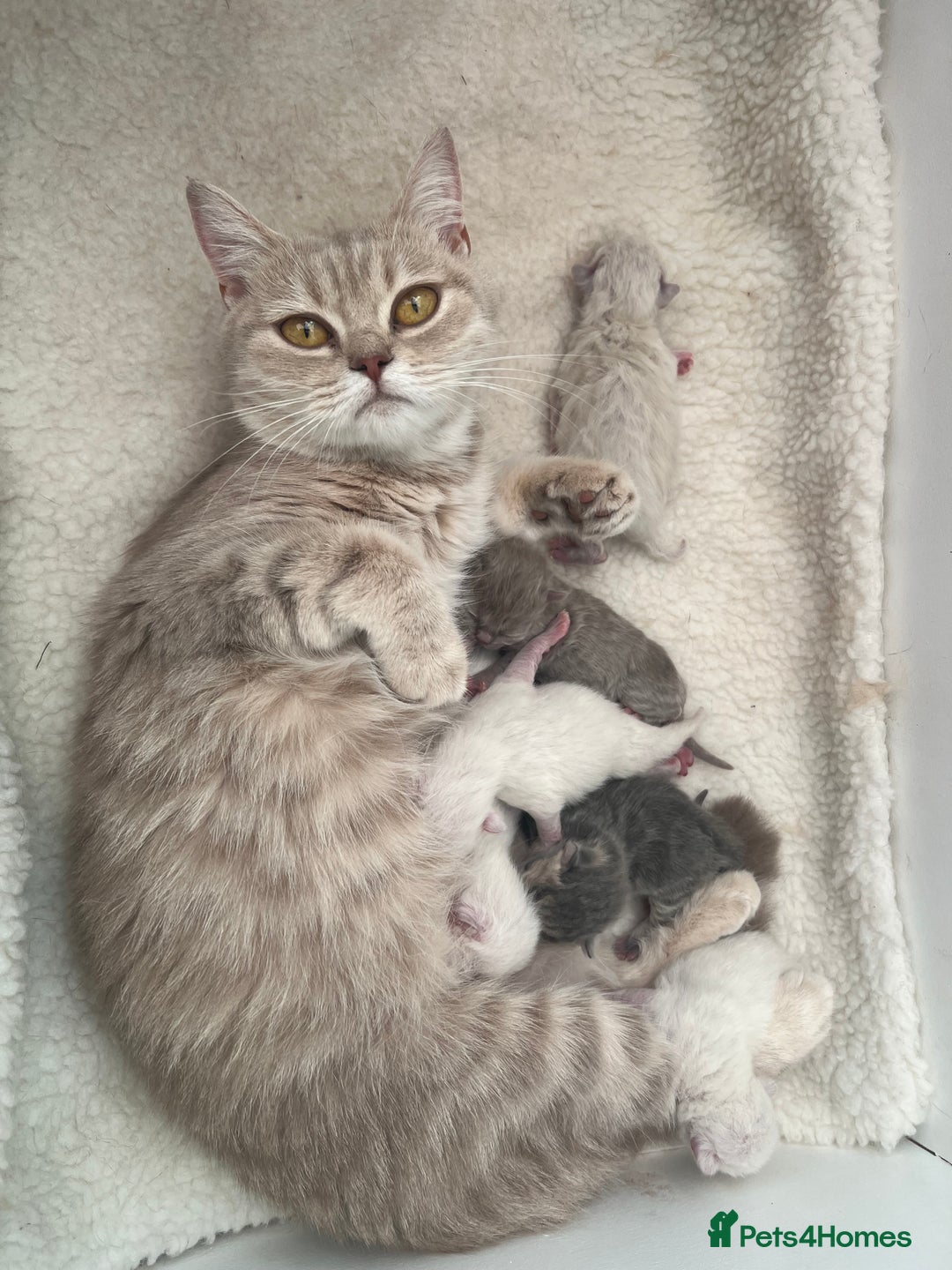 Scottish Fold cats for sale: ❣️Scottish Fold Kittens❣️ - Image 7