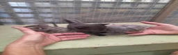 Aegean cats for sale: Agean x kittens for sale  - Advert 4