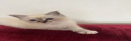 Birman cats for sale: Mrs T - Advert 3