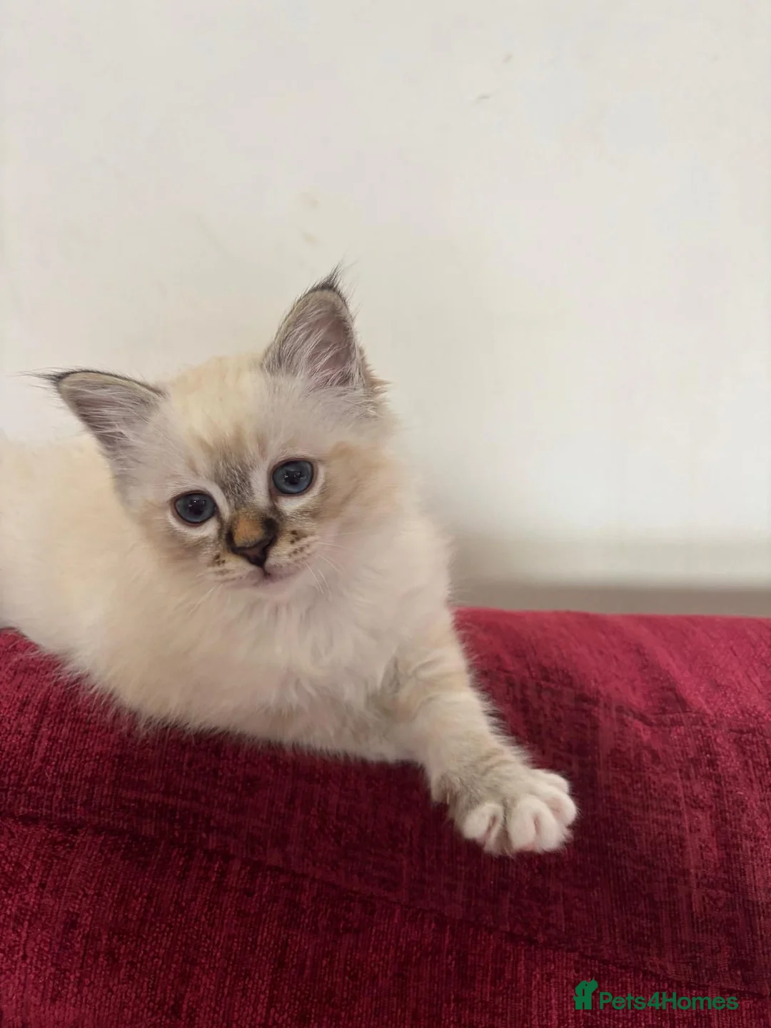 Birman cats for sale: Mrs T - Advert 3