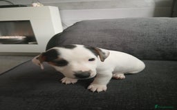 Jack Russell dogs for sale: Jack Russell puppies - Image 2