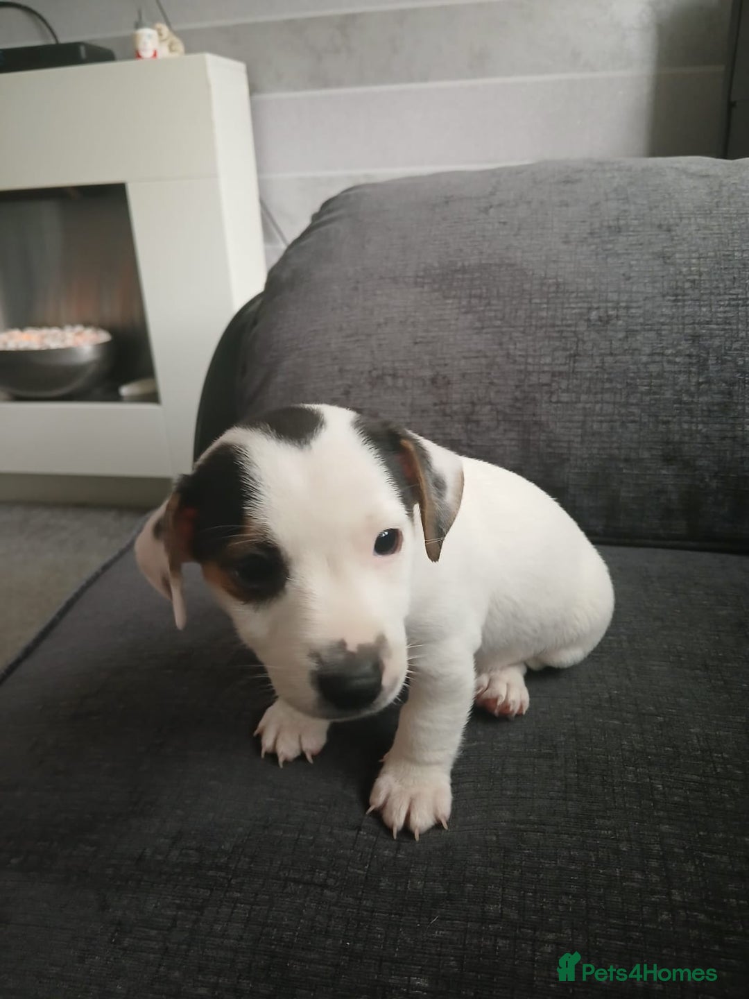 Jack Russell dogs for sale: Jack Russell puppies - Image 2