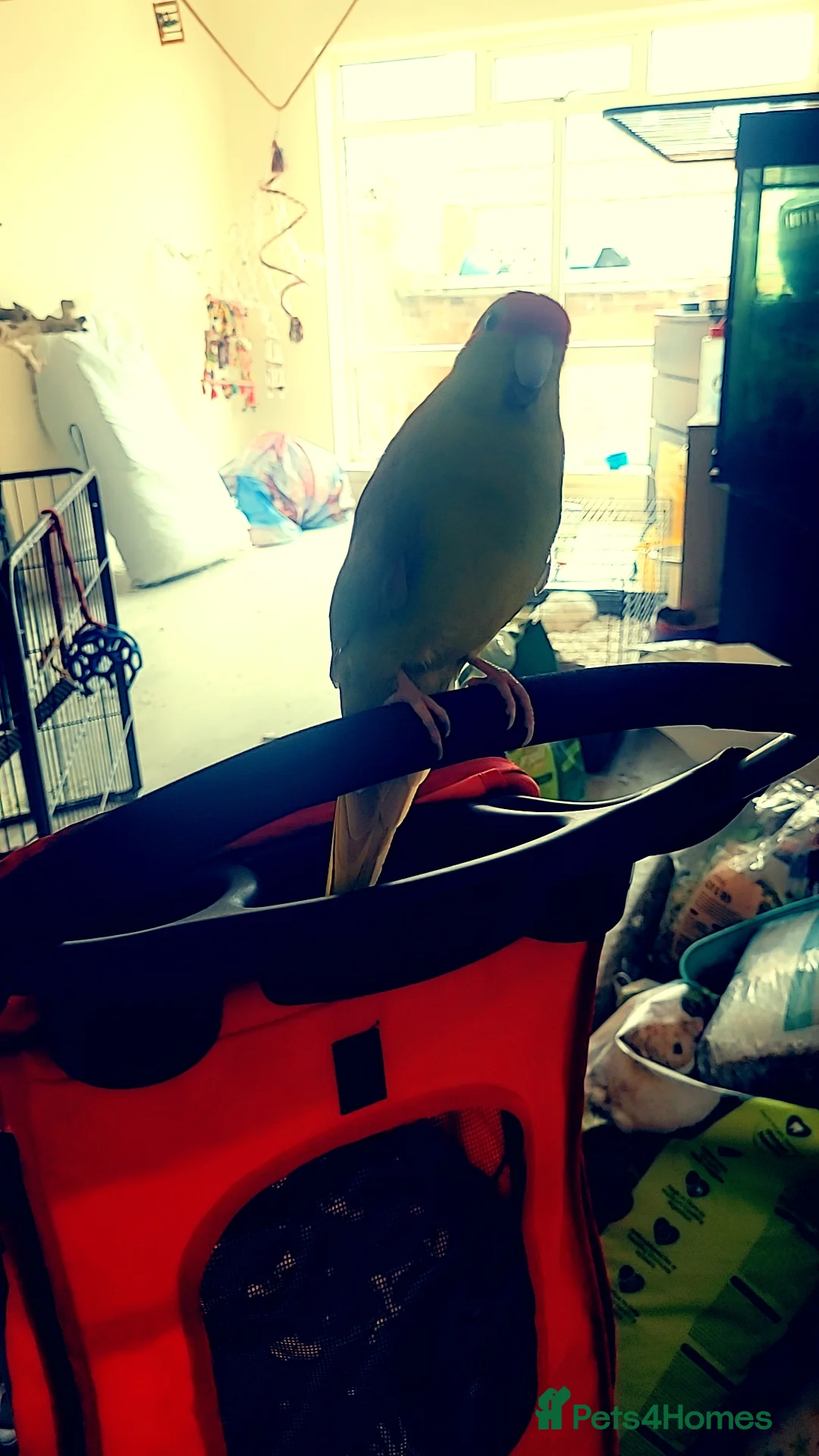 Mixed Breed birds for sale: Three cocktails and one kakariki and a small finch - Advert 3