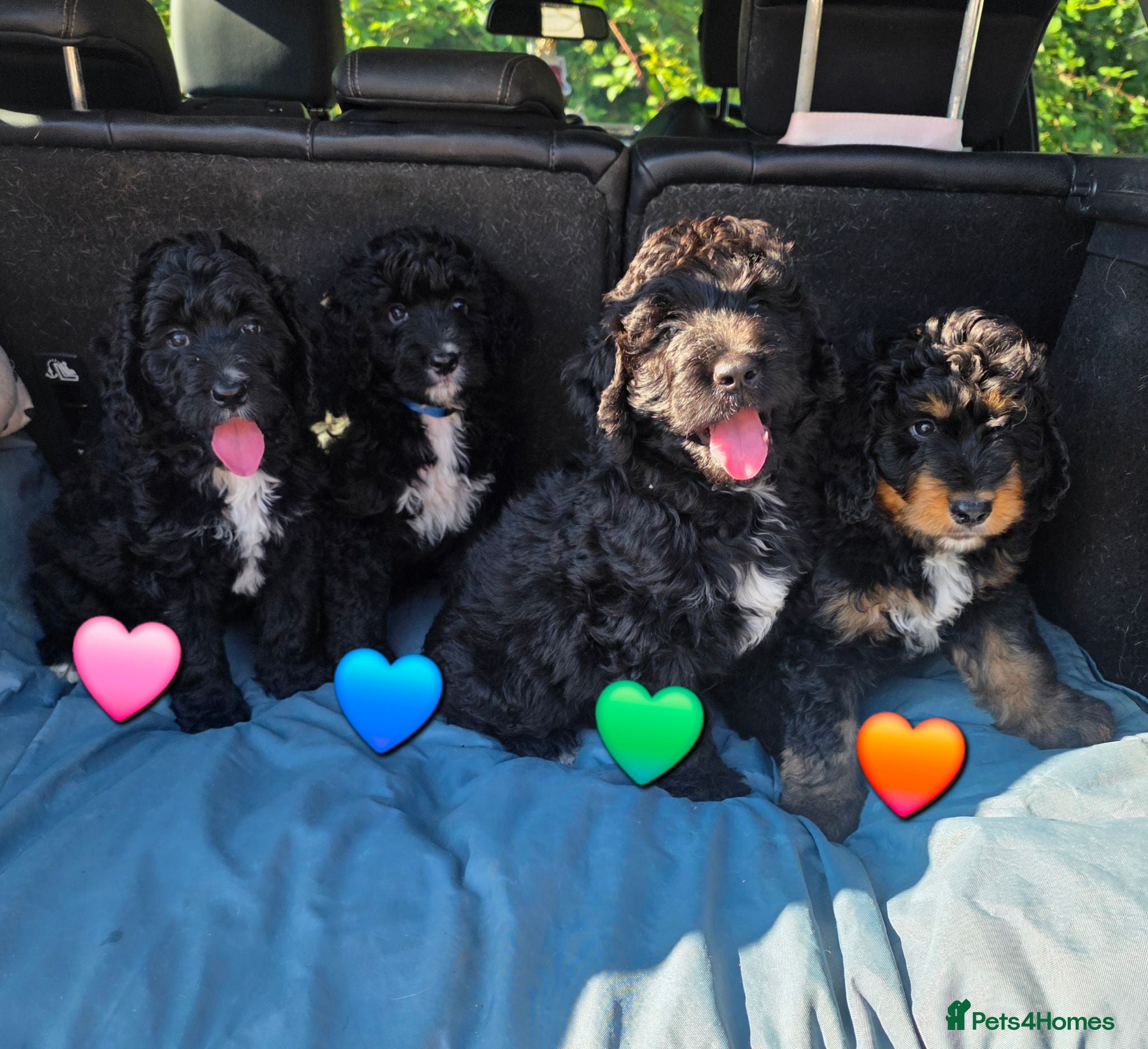 Bernedoodle dogs Top Quality BERNEDOODLE Puppies  - Advert 1