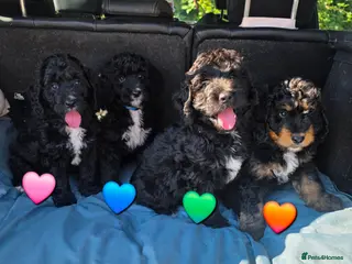 Bernedoodle dogs Top Quality BERNEDOODLE Puppies - Advert 1