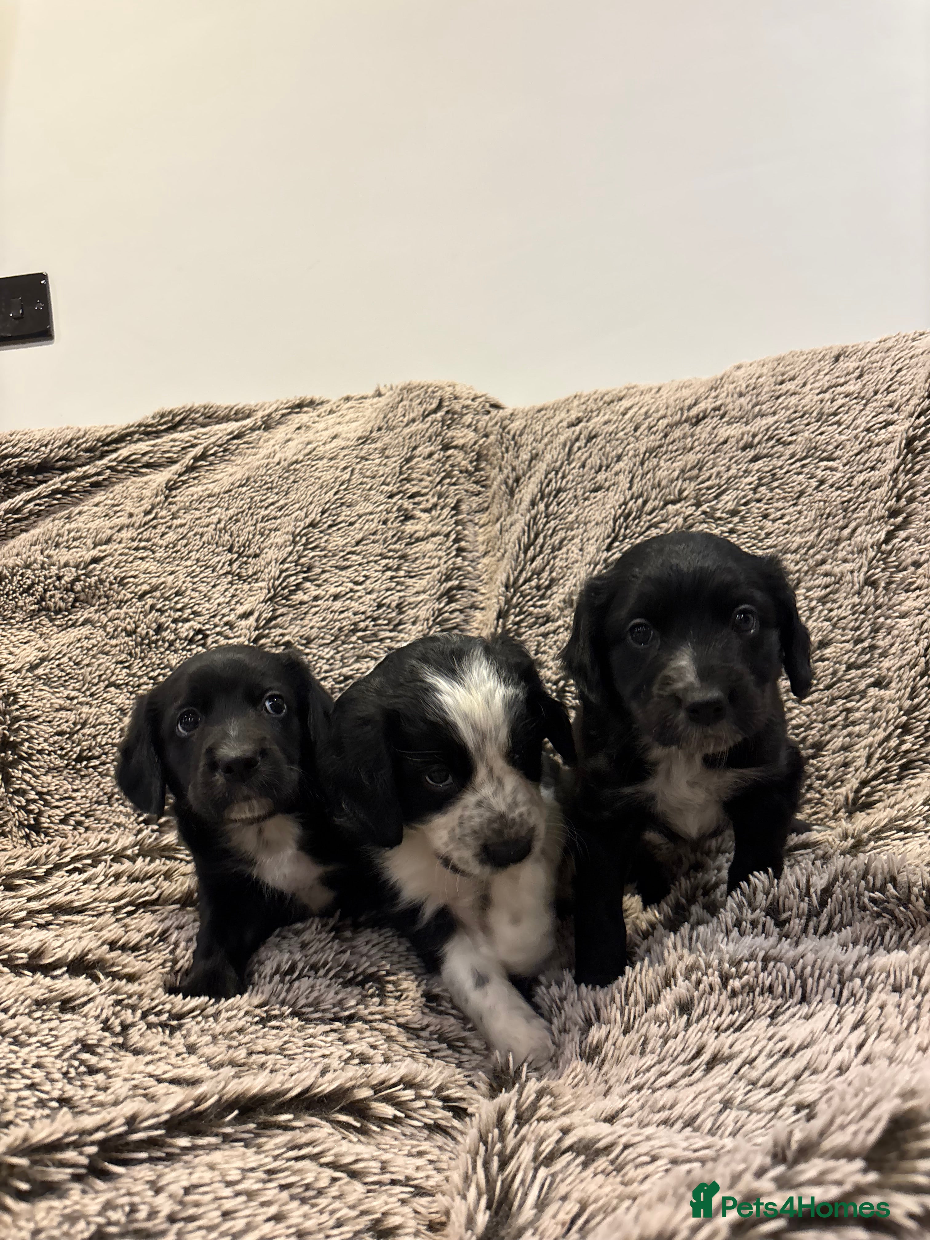 Mixed Breed dogs Beautiful cocker x collie puppies for sale - Advert 3
