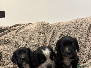 Mixed Breed dogs Beautiful cocker x collie puppies for sale - Advert 3