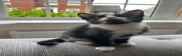 Mixed Breed cats for sale: Kittens for Sale  in Evesham - Advert 3