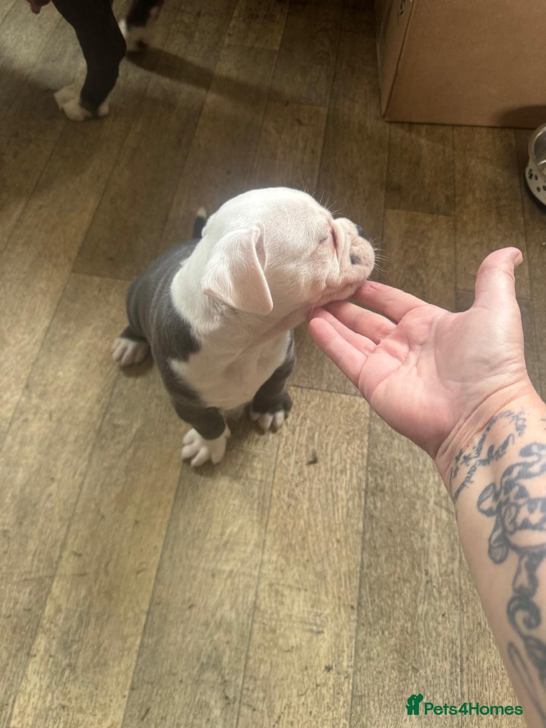 Olde English Bulldogge dogs for sale: English bulldogs  - Image 21