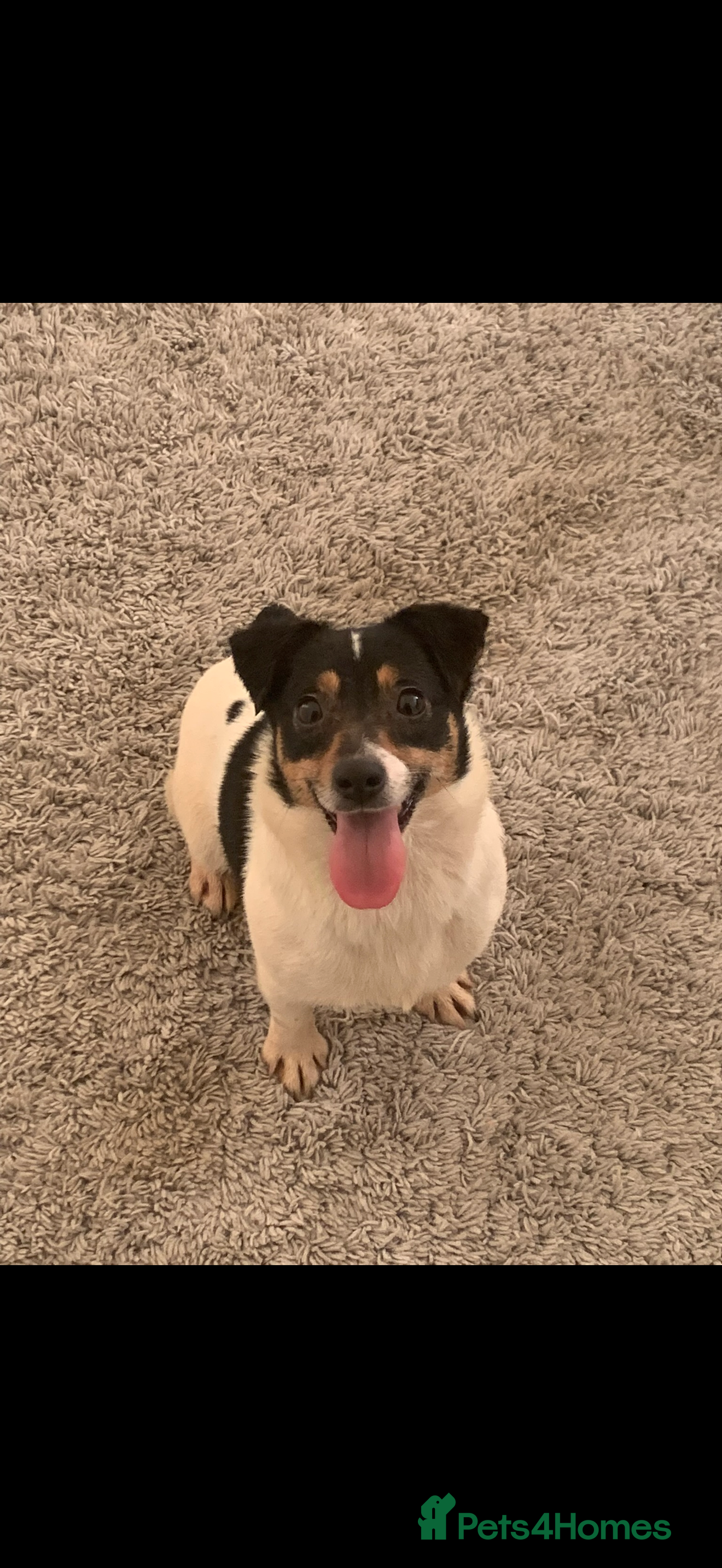 Jack Russell dogs Beautiful Jack Russell girl  - Advert 17