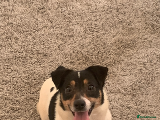 Jack Russell dogs Beautiful Jack Russell girl - Advert 17