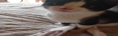 Kitten 3
