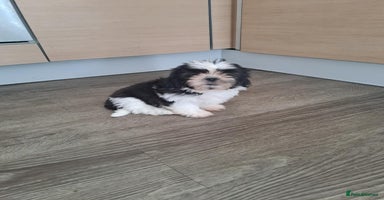Shih Tzu dogs - Advert 3