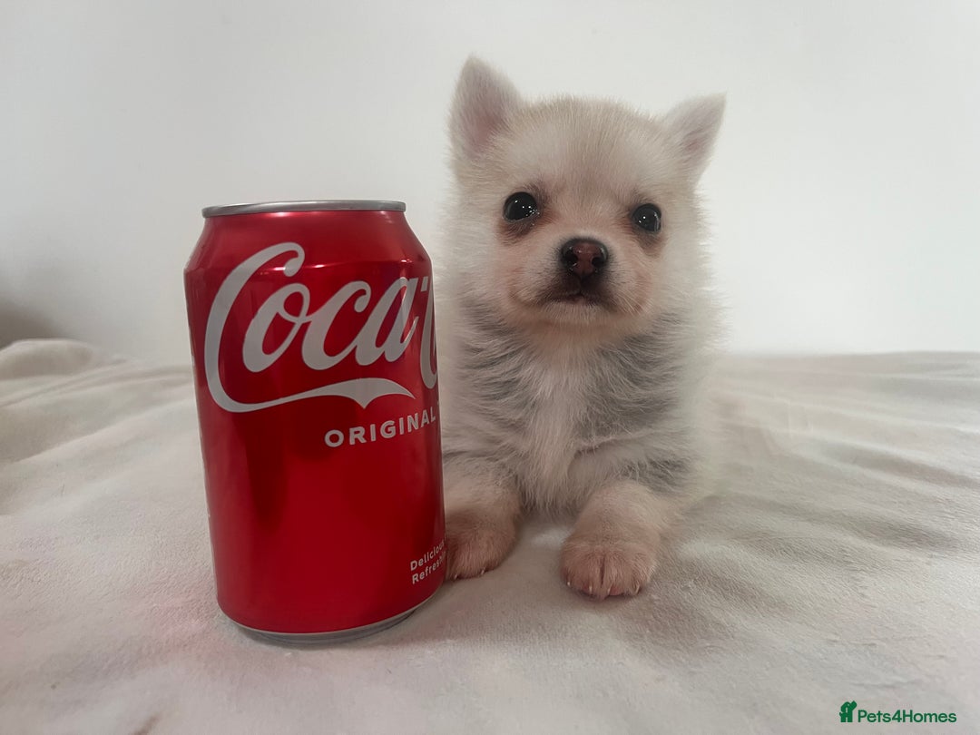 Pomsky dogs for sale: Honey I shrunk the Husky 😂 Genuine Toy size pomsk - Image 21