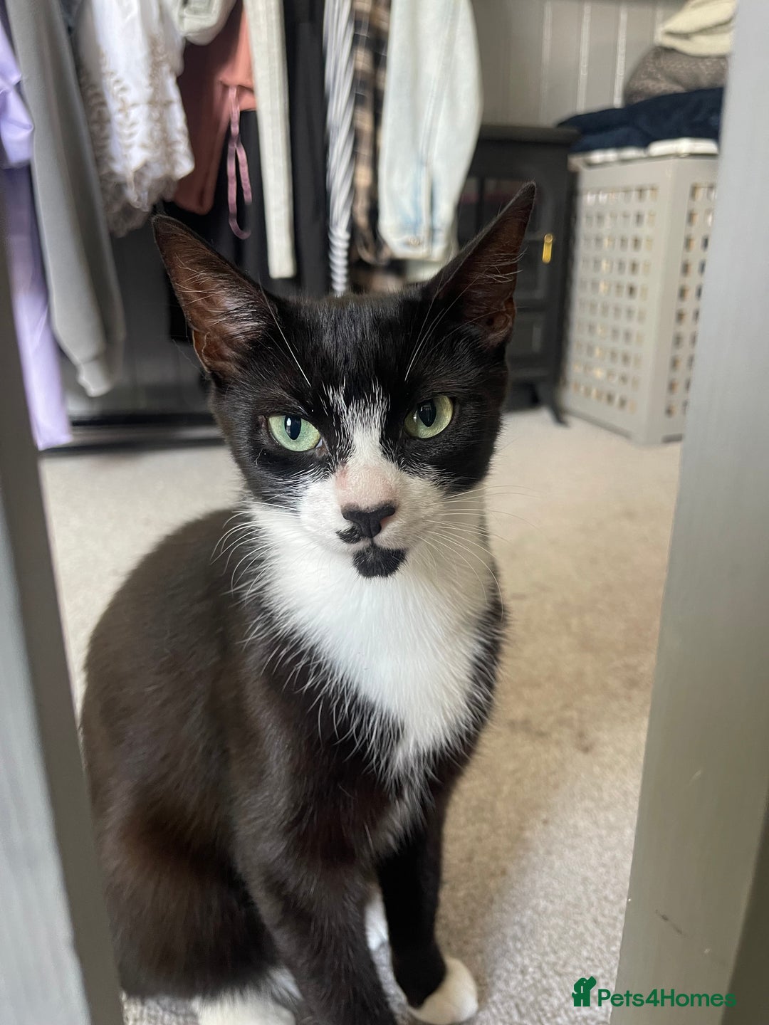 Mixed Breed cats for sale: Beautiful girl kitten ready soon for forever home - Advert 4