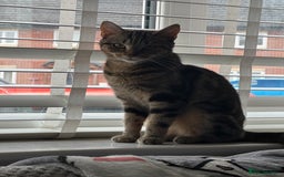 Mixed Breed cats for sale: Gorgeous Tabby X female for sale - Image 1