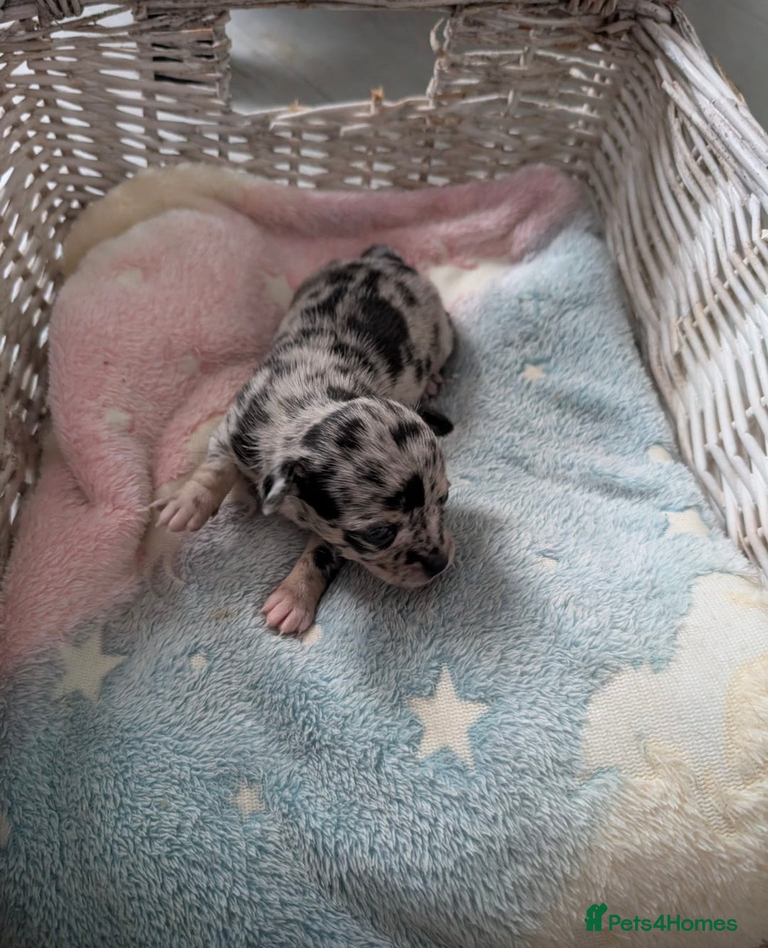 Chihuahua dogs for sale: Beautiful Merle Chihuahua Puppies 🐶  - Advert 20