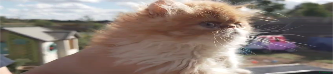 Persian Kitten 2