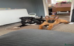 Belgian Shepherd Dog dogs for sale: Male  - Advert 6
