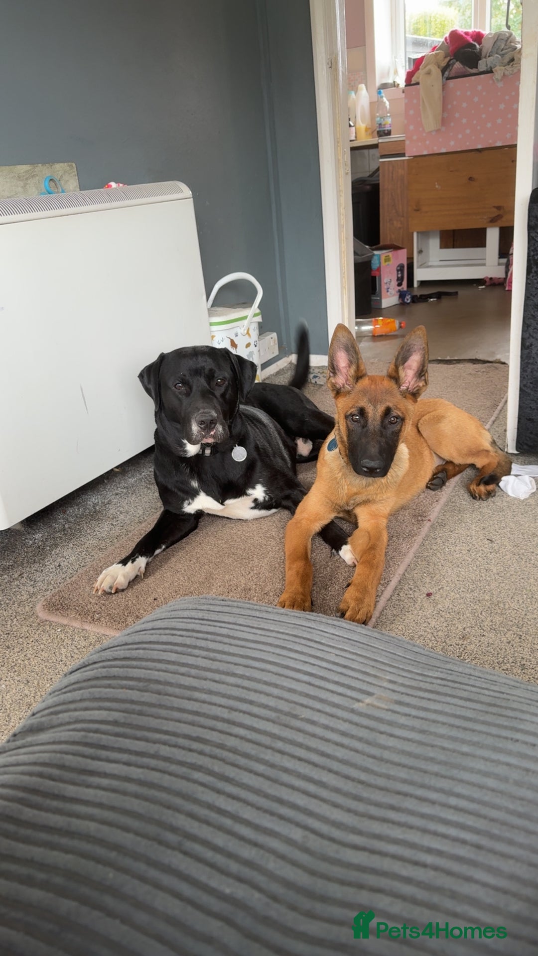 Belgian Shepherd Dog dogs for sale: Male  - Advert 6