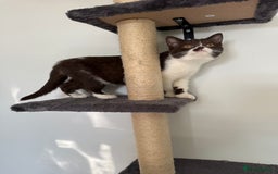 British Shorthair cats for sale: BSH GCCF Active Registered champion lines - Image 10