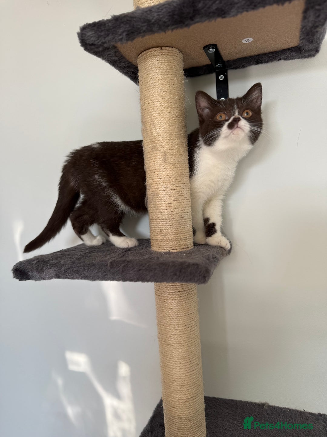 British Shorthair cats for sale: BSH GCCF Active Registered champion lines - Image 10