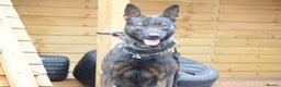 Belgian Shepherd Dog dogs for sale: Bullherders top working lines  - Advert 27
