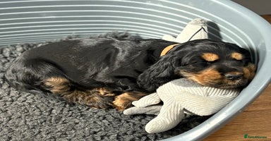 Cocker Spaniel dogs - Advert 4