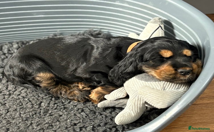 Cocker Spaniel dogs - Advert 4