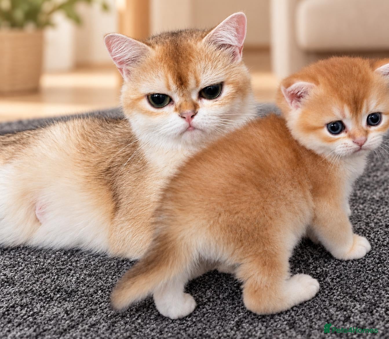 Scottish Fold cats Scottish Straight Golden Shaded - Advert 8