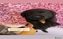 Labrador Retriever dogs for sale: Last 3 boy Labrador puppies for sale  - Image 11