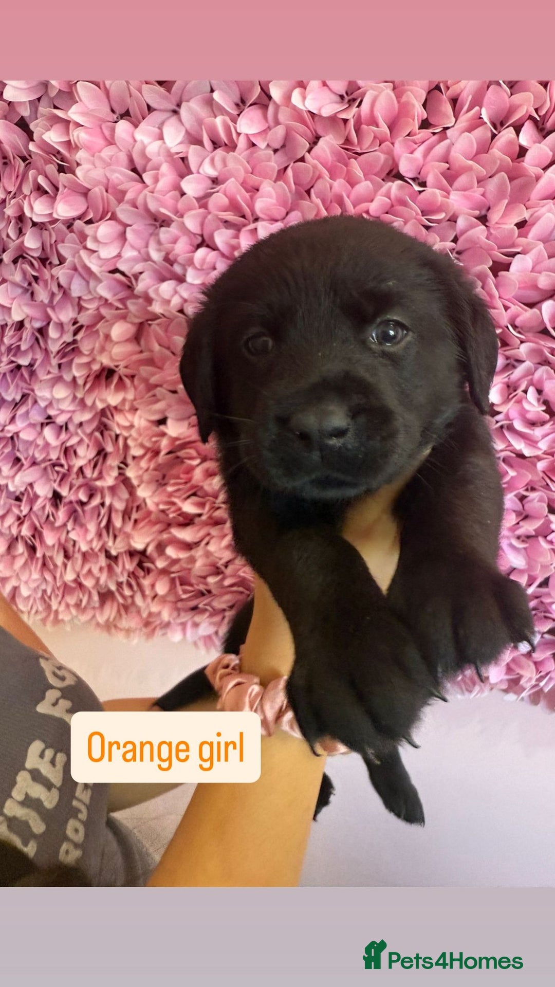 Labrador Retriever dogs for sale: Last 3 boy Labrador puppies for sale  - Image 11