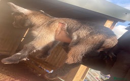 Goats livestock for sale: Pygmy goats  - Advert 3