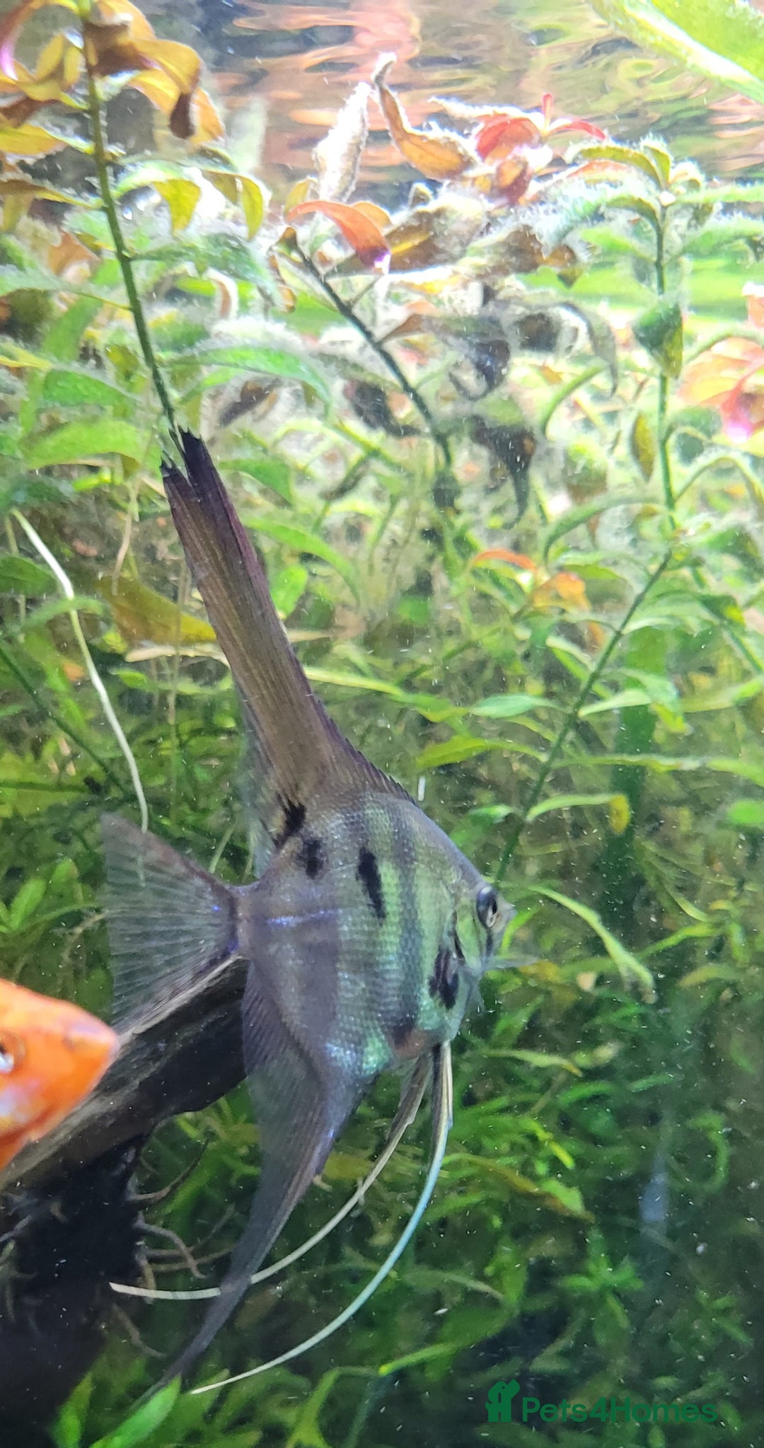 Angelfish fish for sale: Old school standard stripes Angel Fish - Advert 16