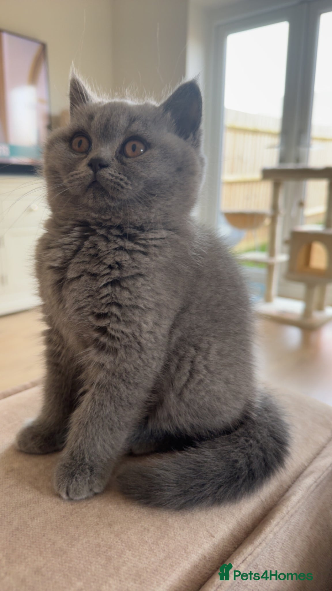 British Shorthair cats Bsh kitten female  - Advert 2