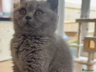 British Shorthair cats Bsh kitten female - Advert 2