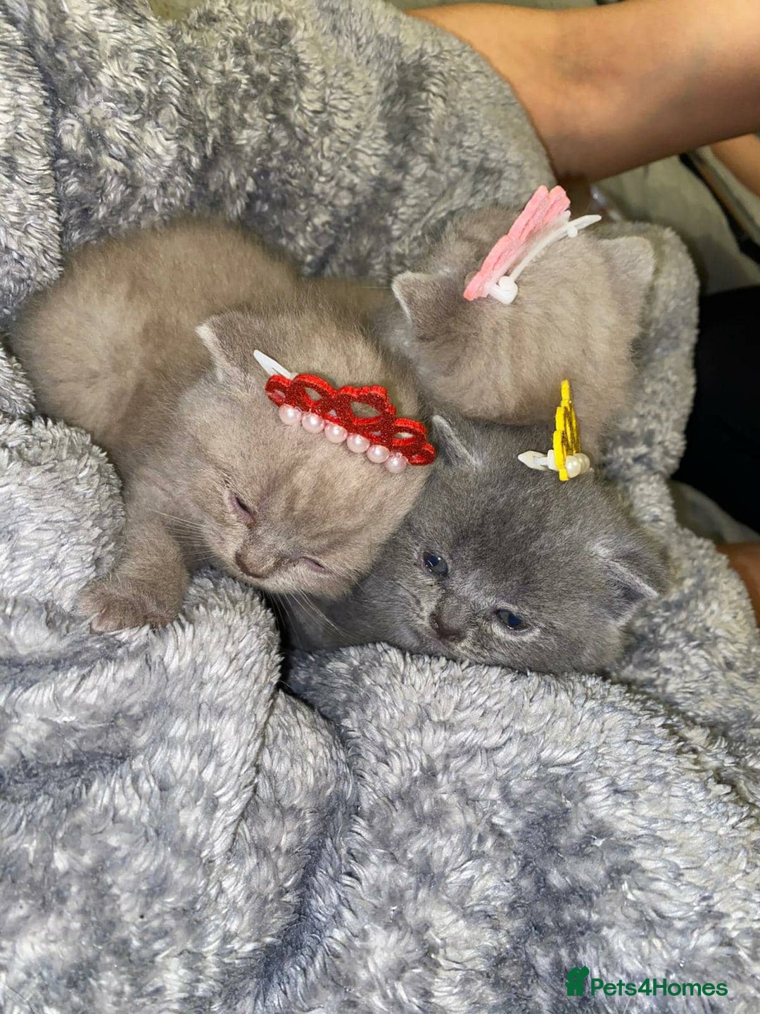 Scottish Fold cats for sale: Beautiful Scottish Fold Kittens🫶🏼😍 - Advert 4