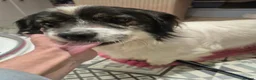 Mixed Breed dogs for adoption: Rocky - Swaffham Norfolk  in Swaffham - Advert 9